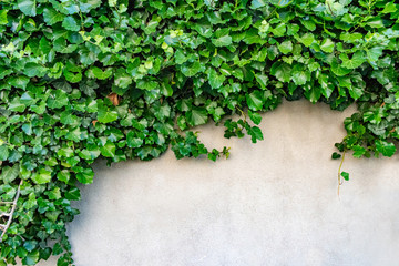Stock photo the green creeper plant on cement wall