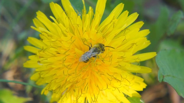 A bee collects pollen on a dandelion. Close up