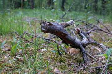 June wood close up. Central Russian plain.