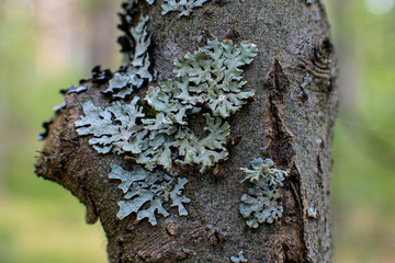Patterns from a lichen on a tree trunk. June wood close up. Central Russian plain.