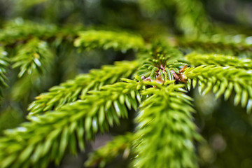 Branch of a young fir-tree. June wood close up. Central Russian plain.