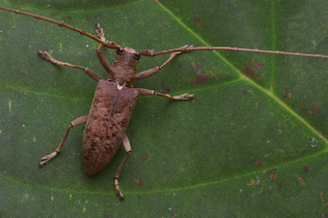 dorsal view of a brown longhorn beetle