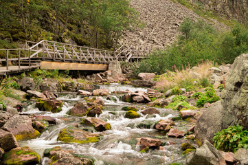 bridge in the forest