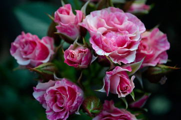 bouquet of pink roses