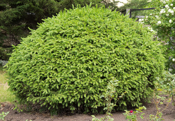 The spruce shrub a rounded shape