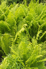 Beautyful ferns leaves green foliage natural floral fern background in sunlight.