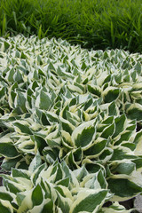 Obraz premium Abundance and uniformity in the garden: a plant with dense and pointed leaves. The combination of light and green colors.