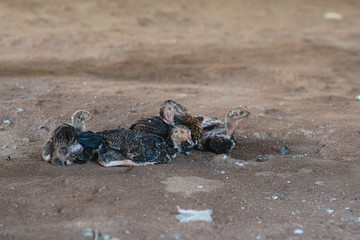 Chicks sleep together in groups.