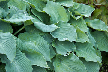 Fototapeta premium a plant with dense and pointed leaves