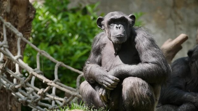 Portrait of a chimpanzee