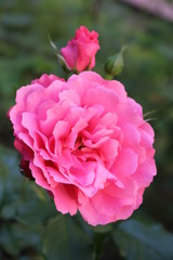 Beautiful scented pink roses bloom in the garden