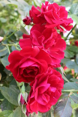 Red roses blossom in the garden