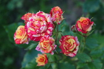 Beautiful scented colorful roses bloom in the garden