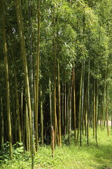 Obraz premium Bambous