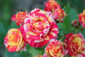 Beautiful scented colorful roses bloom in the garden