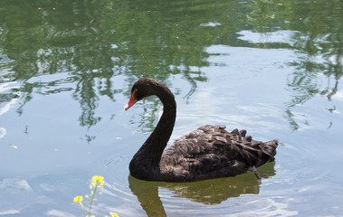 Black Swan (Cygnus atratus), swimming on the lake.