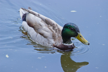 Wild duck on the lake on a natural background