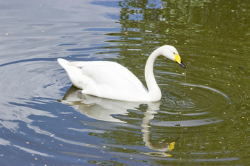 White Swan in the lake on a natural background