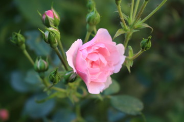 Beautiful scented pink roses bloom in the garden