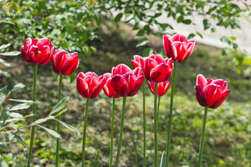 Obraz premium Beautiful red tulips in the garden Spring flowers