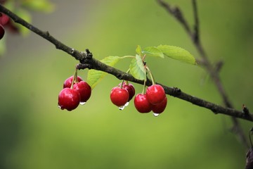 cherry branch with raindrops 