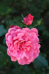 Beautiful scented pink roses bloom in the garden
