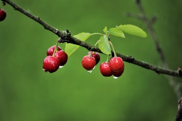 cherry branch with raindrops