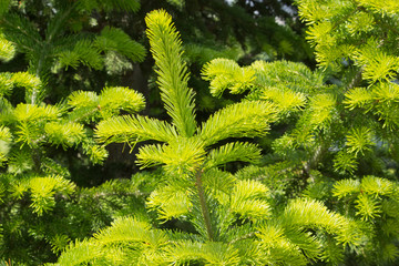 fresh fir branches on natural background