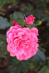 Obraz premium Beautiful scented pink roses bloom in the garden