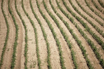 textures of young maize plants