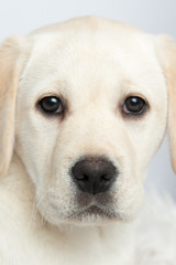 Hundewelpe