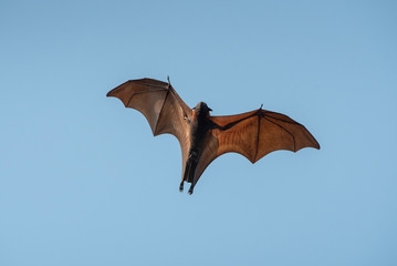 Bat flying on blue sky, Lyle's flying fox