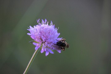 close-up of a lilac field flower with bee