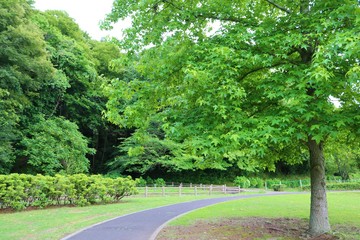 風景　道　緑　田舎　公園　杤木