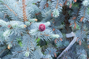 Naklejka na ściany i meble Beautiful young pink cones on blue spruce. Silver blue spruce in combination with evergreen plants looks very impressive against blue sky.