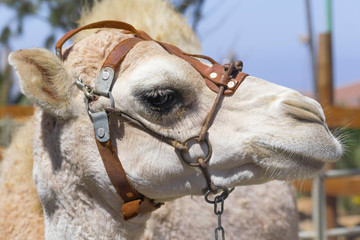 CAMEL