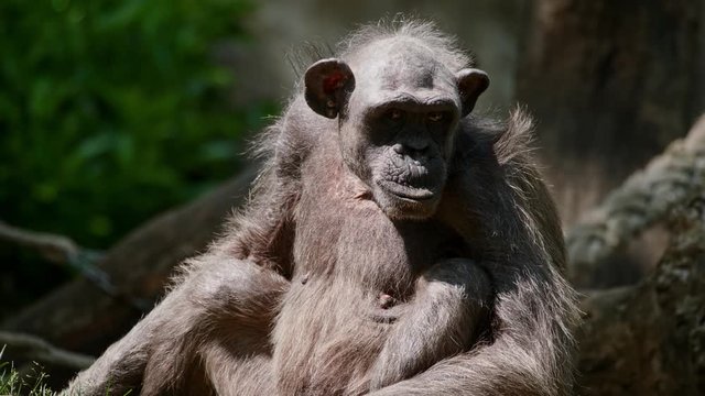 Portrait of a chimpanzee