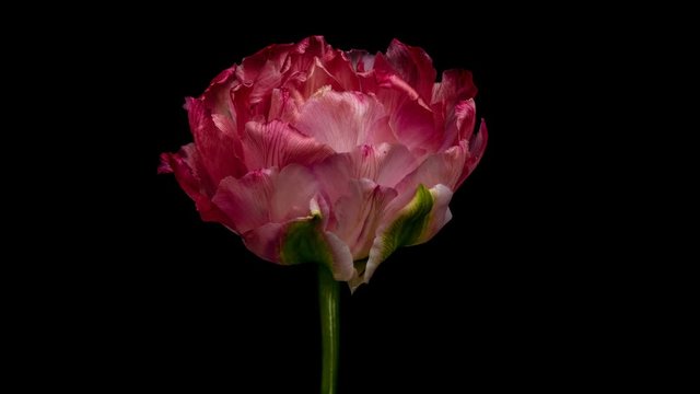 Timelapse of pink tulip flower blooming on black background
