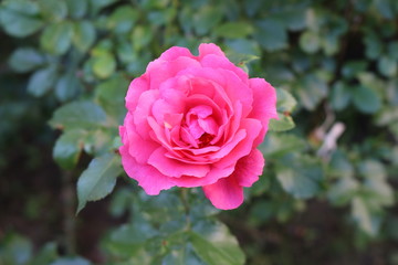 Beautiful scented pink roses bloom in the garden