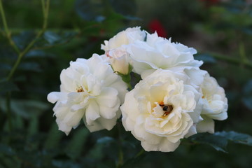 Fragrant elegant roses bloom in the garden