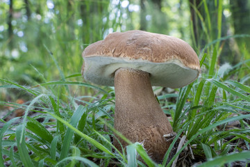 Delicious edible mushroom Boletus reticulatus commonly known as summer cep