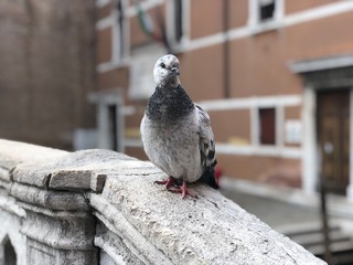 Pigeon in Venice