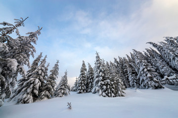 Beautiful winter mountain landscape. Tall dark green spruce trees covered with snow on mountain peaks and cloudy sky background.