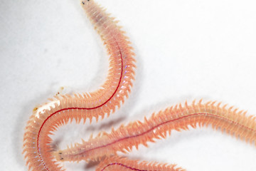 Sand Worm (Perinereis sp.) is the same species as sea worms (Polychaete), Living in a beach area with relatively shallow water levels for education in laboratory.