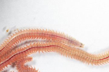 Sand Worm (Perinereis sp.) is the same species as sea worms (Polychaete), Living in a beach area with relatively shallow water levels for education in laboratory.