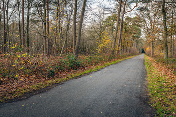 Fototapeta premium Straight and seemingly endless road in the autumnal forest