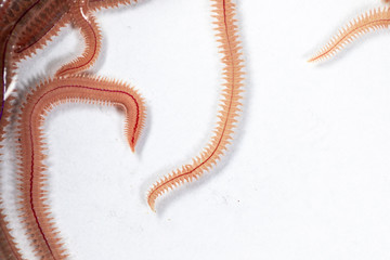 Sand Worm (Perinereis sp.) is the same species as sea worms (Polychaete), Living in a beach area with relatively shallow water levels for education in laboratory.