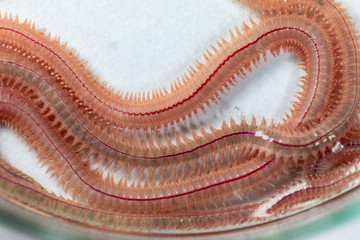 Sand Worm (Perinereis sp.) is the same species as sea worms (Polychaete), Living in a beach area...