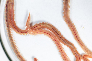 Sand Worm (Perinereis sp.) is the same species as sea worms (Polychaete), Living in a beach area with relatively shallow water levels for education in laboratory.