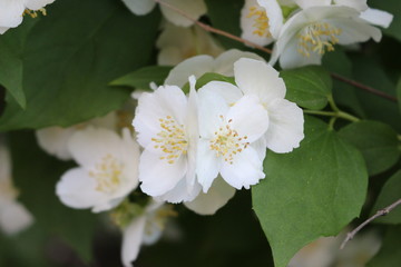 Obraz na płótnie Canvas Jasmine bush bloomed with white fragrant flowers